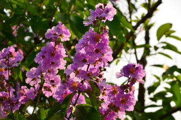 Purple flower and green leaves in the garden