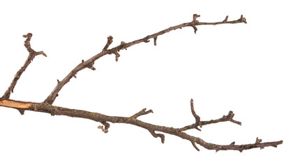 Fototapeta na wymiar Dry branches of a pear tree isolated on a white background