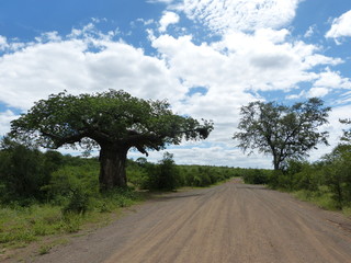 Landscape in Kruger National Park