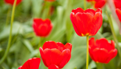 Flowerbed with red tulips