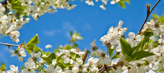 blooming garden. Branches of trees against the blue sky