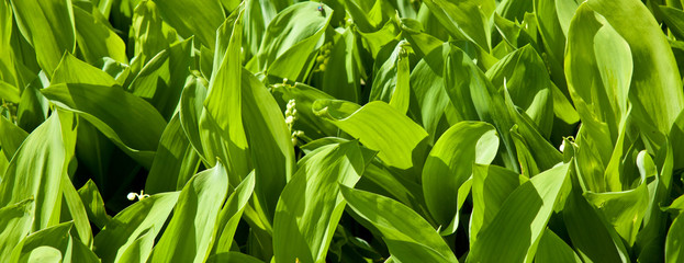 A flower bed with lilies of the valley. Background of green leaves