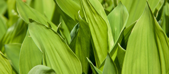 Obraz premium A flower bed with lilies of the valley. Background of green leaves