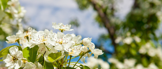 blooming garden. Branches of trees against the blue sky