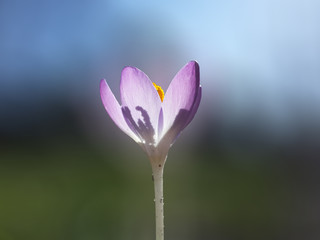 Beautiful spring purple crocuse