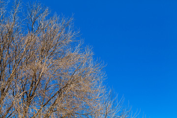 Obraz na płótnie Canvas Tree branch without leaves against the blue sky.