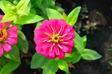 Fototapeta premium Pink flowers and green leaves on the soil