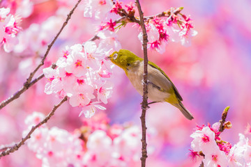 The Japanese White eye.The background is winter cherry blossoms. Located in Tokyo Prefecture Japan.