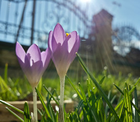 Beautiful spring purple crocuses in sunshine