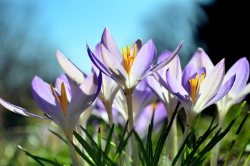 Fototapeta premium Krokusse in der Frühlingssonne