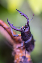 Japanese stag beetle （Prosopocoilus inclinatus）