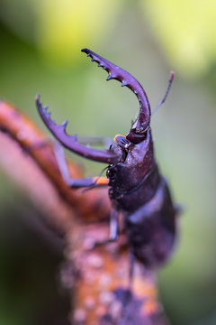 Japanese stag beetle （Prosopocoilus inclinatus）