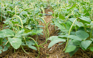 Yardlong bean field, the vegetable in a bean type.