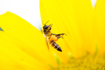 Close up of Bee on yellow blooming sunflower.( Macro photo set )