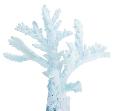 cyan small isolated coral isolated branch