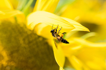 Close up of Bee mold pollen on yellow blooming sunflower.( Macro photo set )