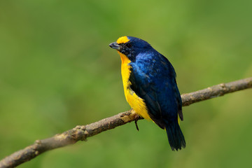 Yellow-throated Euphonia, Euphonia hirundinacea, blue and yellow exotic bird from the Costa rica. Birdwatching in South America. Tanager with clear green background. Bird from Costa Rica forest.