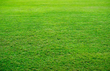 Fresh green grass texture, beautiful yard background.