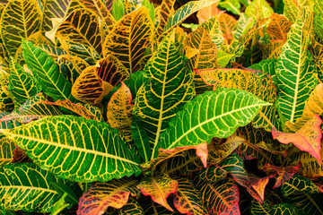 Colorful croton leaf. Beautiful tree can use on festival day, Christmas or Xmas, New year. © buster777