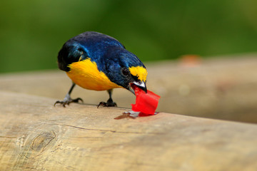 Bird feeding red fruit. Yellow-throated Euphonia, Euphonia hirundinacea, blue and yellow exotic bird from the Costa Rica. Wildlife scene from nature. Animal food behaviour.