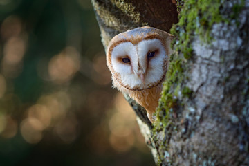 Fototapeta premium Evening with bird. Barn owl sitting on tree trunk at the evening with nice light near the nest hole. Wildlife scene from nature. Animal behaviour in habitat. Owl hidden in the nest.