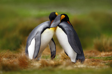 Dieren liefde. Koningspinguïn paar knuffelen, wilde natuur, groene achtergrond. Twee pinguïns die de liefde bedrijven. in het gras. Wildlife scène uit de natuur. Vogelgedrag, wildlife scene uit de natuur, Antarctica.