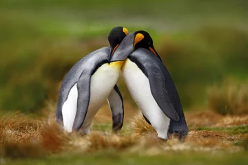 Plexiglas foto achterwand Dieren liefde. Koningspinguïn paar knuffelen, wilde natuur, groene achtergrond. Twee pinguïns die de liefde bedrijven. in het gras. Wildlife scène uit de natuur. Vogelgedrag, wildlife scene uit de natuur, Antarctica. © ondrejprosicky