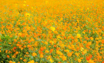Beautiful yellow and red cosmos flowers field.