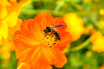 Close up of Bee on yellow blooming cosmos flower.( Macro photo )