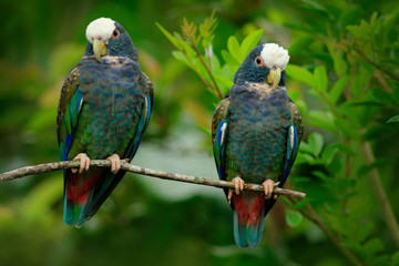 Naklejka premium Pair of birds, green and grey parrot, White-crowned Pionus, White-capped Parrot, Pionus senilis, in Costa Rica. Love on the tree. Parrots courtship in the nature. Pair of parrots in the tropic forest.