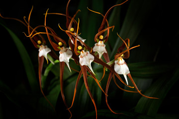 Wild orchid Ada keiliana, Brassia keiliana, Colombia and Venezuela. Orange flower, nature habitat....