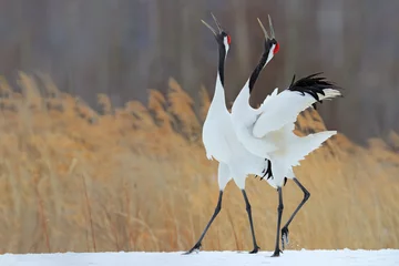 Fototapete Kraniche Vogelverhalten im Lebensraum Naturgras. Tanzendes Paar Rotkronenkranich mit offenem Flügel im Flug, mit Schneesturm, Hokkaido, Japan. Vögel mit offener Rechnung. Wildlife-Szene aus der Natur. Kalter Winter.  © ondrejprosicky