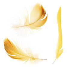 Naklejka premium three different orange feathers isolated on white