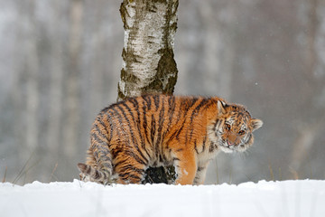 Tiger in nature.