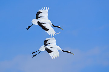 Obraz premium Two birds on the sky. Flying White two birds Red-crowned crane, Grus japonensis, with open wing, blue sky with white clouds in background, Hokkaido, Japan. Cranes in blue. Winter scene from Japan.