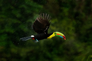 Flying tropic bird during strong rain. Keel-billed Toucan, Ramphastos sulfuratus, bird with big bill fly above the forest. Beautiful wildlife scene. Animal in nature forest animal, Costa Rica. © ondrejprosicky