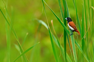 Tricoloured munia, Lonchura malacca,estrildid finch, native to India and Sri Lanka. Bird in the march water grass habitat. Wildlife scene from nature. Little bird sitting straw leave. Animal in green.