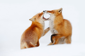 Red fox pair playing in the snow. Funny moment in nature. Winter scene with orange fur wild animal....