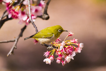 The Japanese White eye.The background is winter cherry blossoms. Located in Tokyo Prefecture Japan.