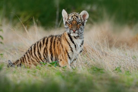 Face fixed tiger look. Young tiberian tiger in grass. Amur tiger running in the meadow. Action wildlife winter scene with danger animal. Cold winter in tajga, Russia. Cute tiger cub.