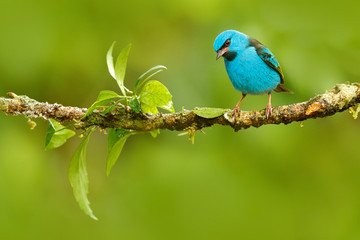 Blue Dacnis, Dacnis cayana, exotic tropic cute tanager with yellow leg, Costa Rica. Blue songbird in the nature habitat. Beautiful rare exotic tropic bird with yellow leg, Costa Rica.