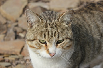 cat sitting on stone