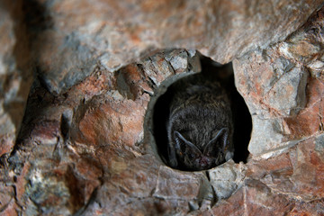 Obraz premium Western barbastelle, Barbastella barbastellus, in the nature cave habitat, Cesky kras, Czech. Underground animal sitting on stone. Wildlife scene from grey rock tunnel. Night bat, Winter hibernate.