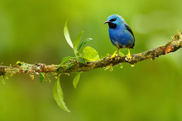 Shining Honeycreeper, Cyanerpes lucidus, exotic tropic blue tanager with yellow leg, Costa Rica. Blue songbird in the nature habitat. Beautiful blue exotic tropic blue bird with yellow leg, Panama.