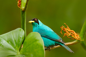 Obraz premium Close-up portrait of nice animal in habitat. Detail of beautiful bird. Green Honeycreeper, Chlorophanes spiza, exotic tropic malachite green and blue bird form Costa Rica. Tanager from tropic forest.