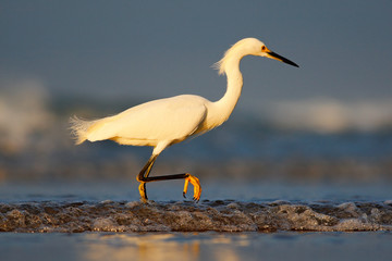 Snowy Egret, Egretta thula, in the coast habitat. Bird with the dark blue sea. Heron in the water. Bird with morning sun, Costa Rica. First light with bird. Heron with sun in the morning sunrise.