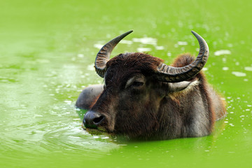 Bull swimming in the lake. Water buffalo in Yala, Sri Lanka. Asian water buffalo, Bubalus bubalis, in green water pond. Wildlife scene, summer day with river. Big animal in the nature habitat.