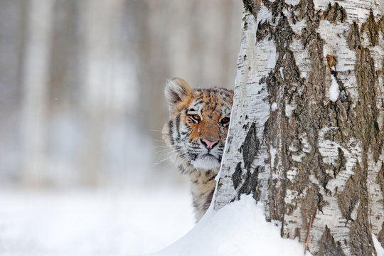 Hidden face portrait of tigre. Tiger in wild winter nature.  Amur tiger running in the snow. Action wildlife scene, danger animal. Cold winter, tajga, Russia. Snowflake with beautiful Siberian tiger.