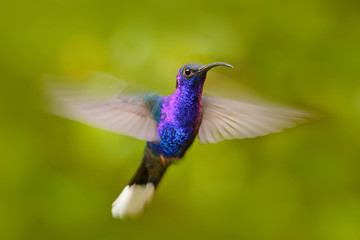Fototapeta premium Hummingbird Violet Sabrewing, Campylopterus hemileucurus, flying in the tropical forest, La Paz, Costa Rica. Bird in fly, blue hummingbird. Action nature scene from tropic forest. Birdwatching America