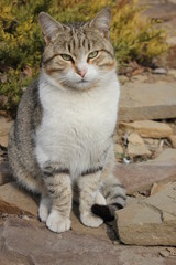grey cat on the rocks